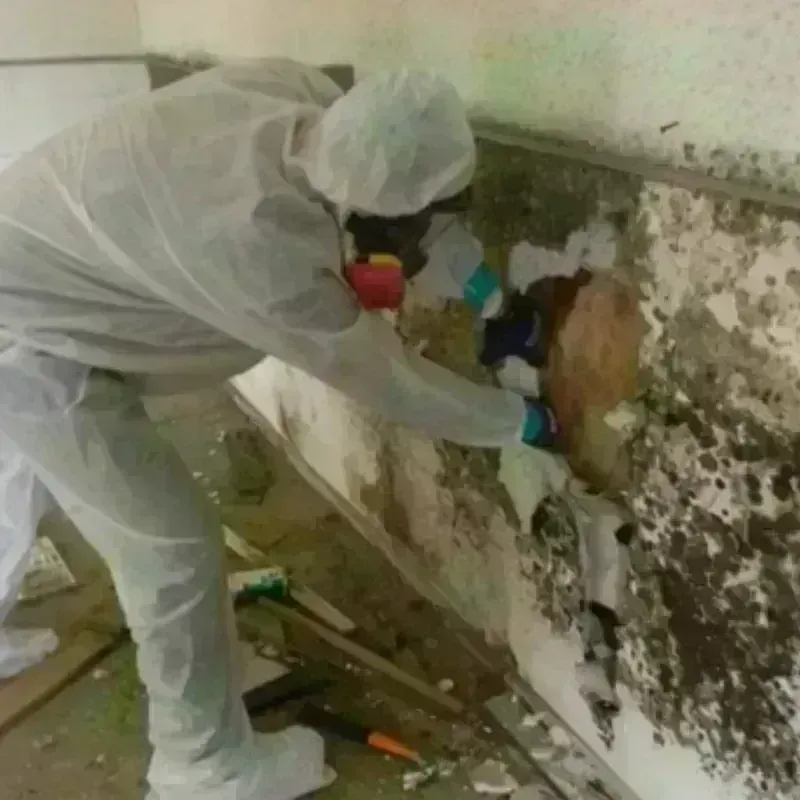 Mold Remediation and Removal in Miamisburg, OH